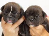 &Agrave; r&eacute;server : des chiots Bulldog Continental LOF