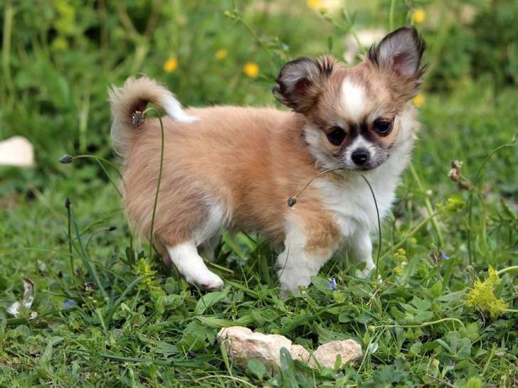 Un chiot mâle Chihuahua LOF fauve à vendre