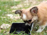 Un chiot mâle Chihuahua LOF fauve à vendre