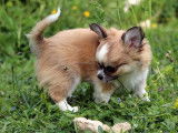 Un chiot mâle Chihuahua LOF fauve à vendre