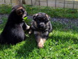 7 chiots Bergers Allemands LOF au pelage noir et fauve à réserver