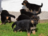 7 chiots Bergers Allemands LOF au pelage noir et fauve à réserver