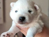 Disponibles à la réservation : 4 chiots mâles blancs Spitz Japonais LOF