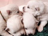 Disponibles à la réservation : 4 chiots mâles blancs Spitz Japonais LOF