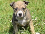 3 chiots mâles Amstaff LOF disponibles