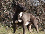 3 chiots mâles Amstaff LOF disponibles