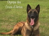 Disponibles &agrave; la r&eacute;servation : 7 chiots Bergers Belges Malinois LOF