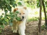 6 chiots Chow Chow non LOF disponibles à la réservation