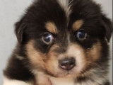 6 chiots Bergers Australiens croisés Border Collie non LOF disponibles à la réservation