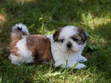 À réserver : 2 chiots Shih Tzu fauve LOF