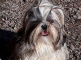 À réserver : 2 chiots Shih Tzu fauve LOF