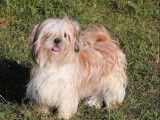 À réserver : 2 chiots Shih Tzu fauve LOF