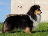 Un chien Berger des Shetland tricolore mâle LOF de deux ans à céder