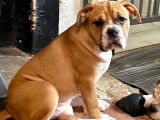 Superbes chiots Continental bulldog  , conti LOF &agrave; vendre
