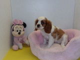 5 chiots Cavalier King Charles non LOF au pelage blenheim à acheter