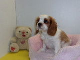 5 chiots Cavalier King Charles non LOF au pelage blenheim à acheter