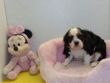 5 chiots Cavalier King Charles non LOF au pelage blenheim à acheter
