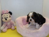 5 chiots Cavalier King Charles non LOF au pelage blenheim à acheter