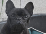 1 chienne adulte de 3 ans, Bouledogue Français LOF noir à vendre