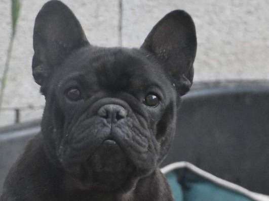 1 chienne adulte de 3 ans, Bouledogue Français LOF noire à vendre