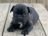 Réservation pour 3 chiots Bouledogues Français mâles noirs non LOF