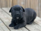 Réservation pour 3 chiots Bouledogues Français mâles noirs non LOF