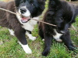 2 chiots Bergers Islandais à vendre LOF bicolores, 1 mâle et 1 femelle