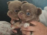 À réserver, 3 chiots Chihuahua non LOF, 1 mâle et 2 femelles d’avril 2022