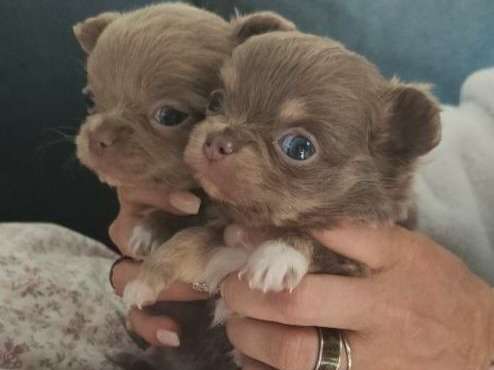 À réserver, 3 chiots Chihuahuas non LOF, 1 mâle et 2 femelles d’avril 2022