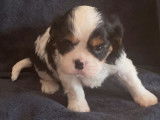 Réservation pour 4 chiots Cavaliers King Charles tricolores