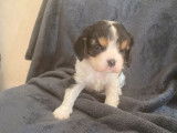 Réservation pour 4 chiots Cavaliers King Charles tricolores