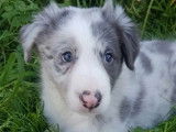 3 chiots Border Collies &agrave; r&eacute;server, m&acirc;les de mars 2022 non LOF