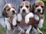 Chiots Beagle LOF