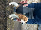 Chiots Beagle LOF