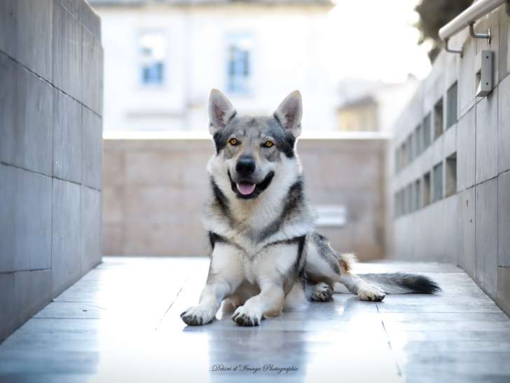 Chien loup tchécoslovaque saillies