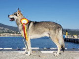 Chien loup tchécoslovaque saillies