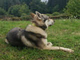 Chien loup tchécoslovaque saillies