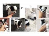 Chiots Chihuahua à poil long à réserver