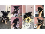 Chiots Chihuahua à poil long à réserver