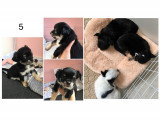 Chiots Chihuahua à poil long à réserver