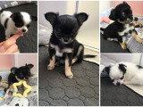 Chiots Chihuahua à poil long à réserver