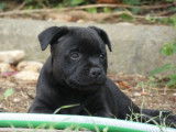 Chiots Staffordshire Bull Terrier LOF à vendre