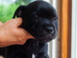 Chiots Staffordshire Bull Terrier LOF à vendre