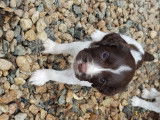 Chiots springer spaniel non lof
