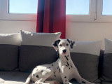 Chiot Dalmatien de 7 mois à vendre
