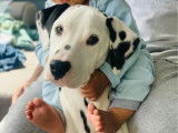 Chiot Dalmatien de 7 mois à vendre