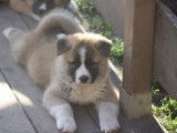 Chiots de race Akita Américain à vendre (4 mâles)