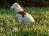 De type Golden Retriever disponible pour saillie