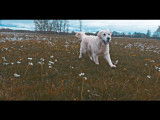 De type Golden Retriever disponible pour saillie
