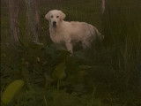 De type Golden Retriever disponible pour saillie